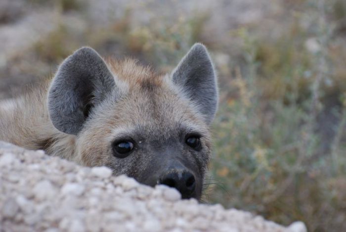 030. Gevlekte hyena Etosha.jpg